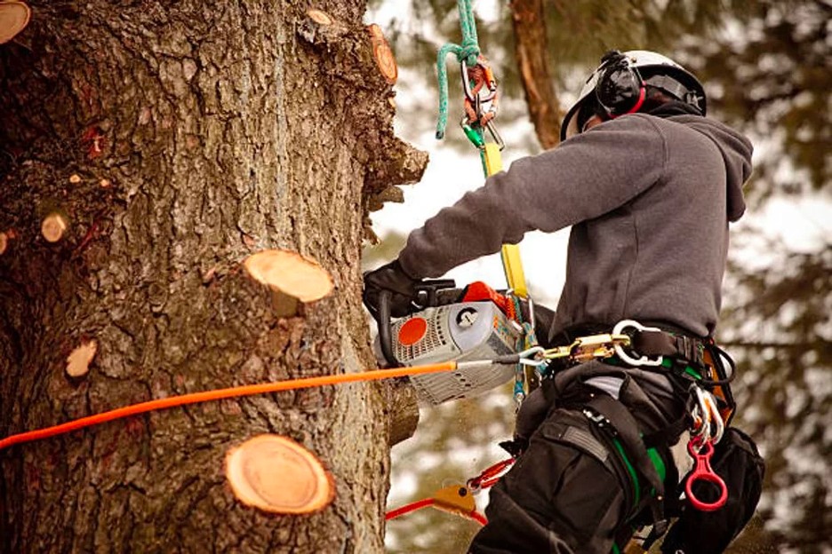 A professional uses a power saw to trim large branches off a tree