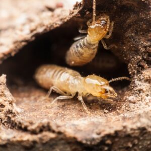 Termites Beware! Spot Infestations | Termite Treatment in Singapore