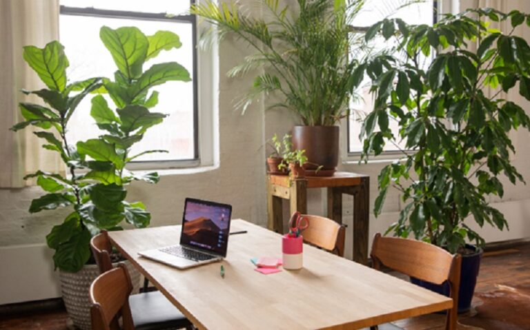 The Best Plants to Put In Your Office For An Eco-Friendly Office Interior Design