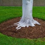 How to Install Sod Around Trees and Garden Beds